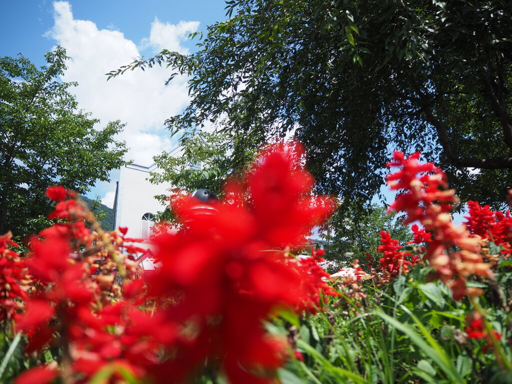 赤い花の先には、夏の雲