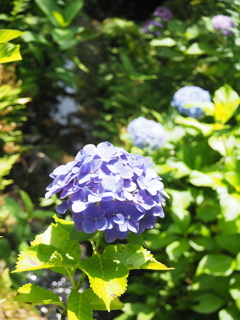 紫陽花