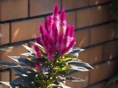 焔たつ、みたいな