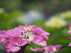 紫陽花
