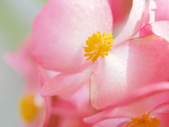 透き通る冬のひかり