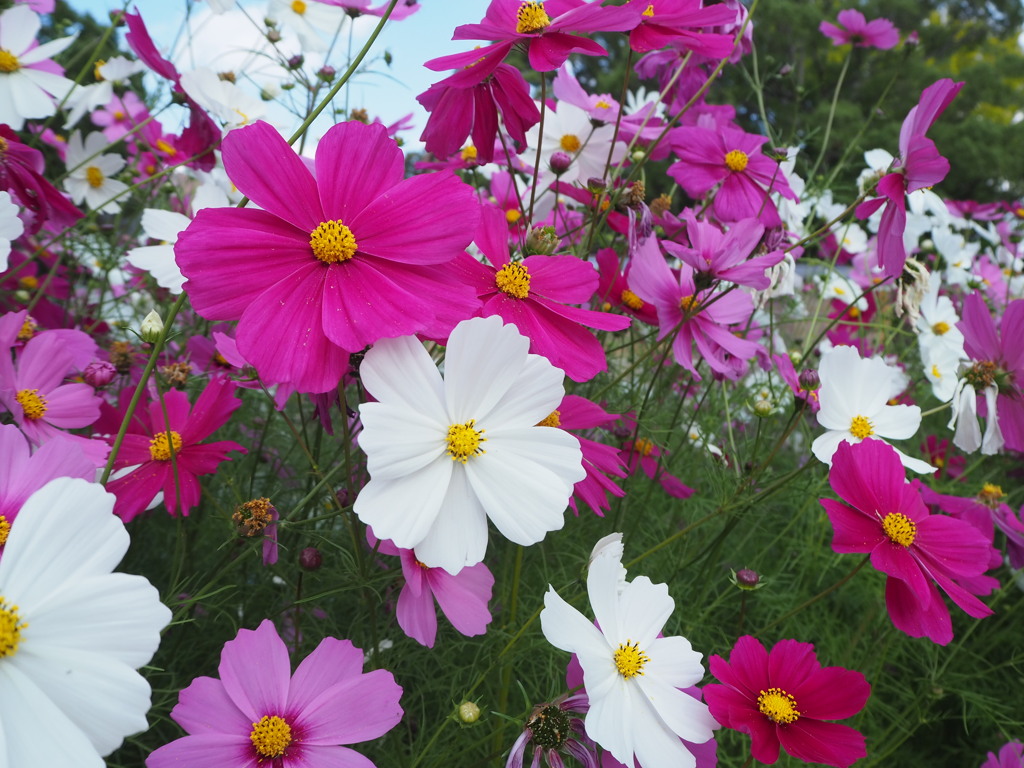 コスモス