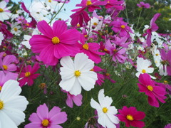 コスモス