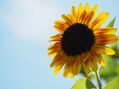 夏空に向かう花