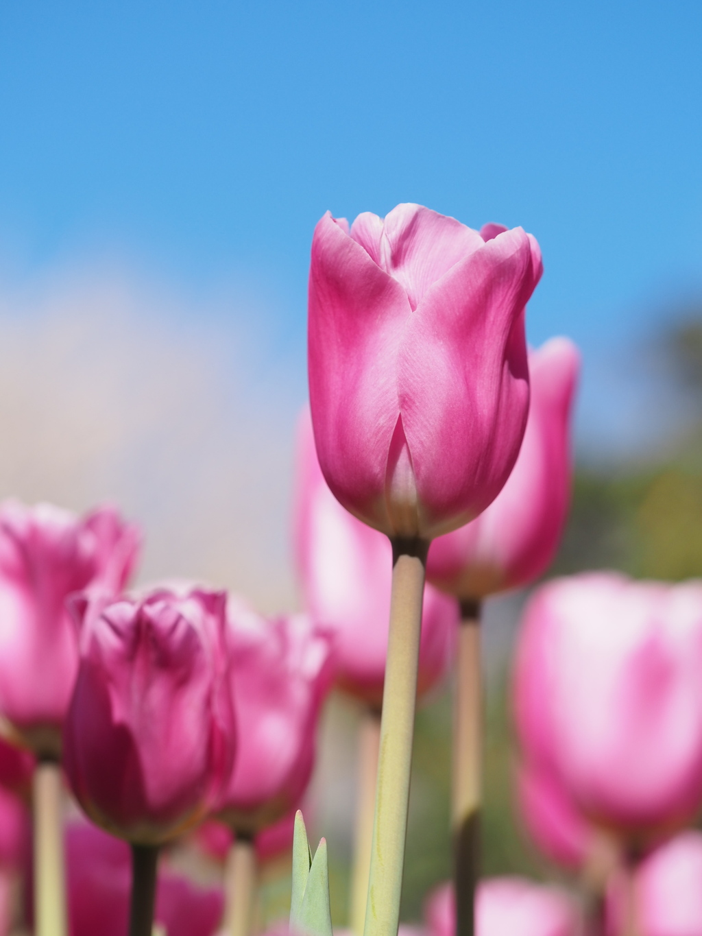 アイスチューリップ