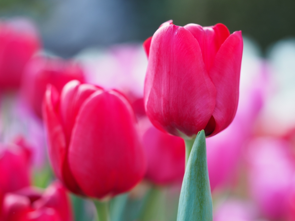 アイスチューリップ