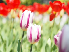 チューリップ