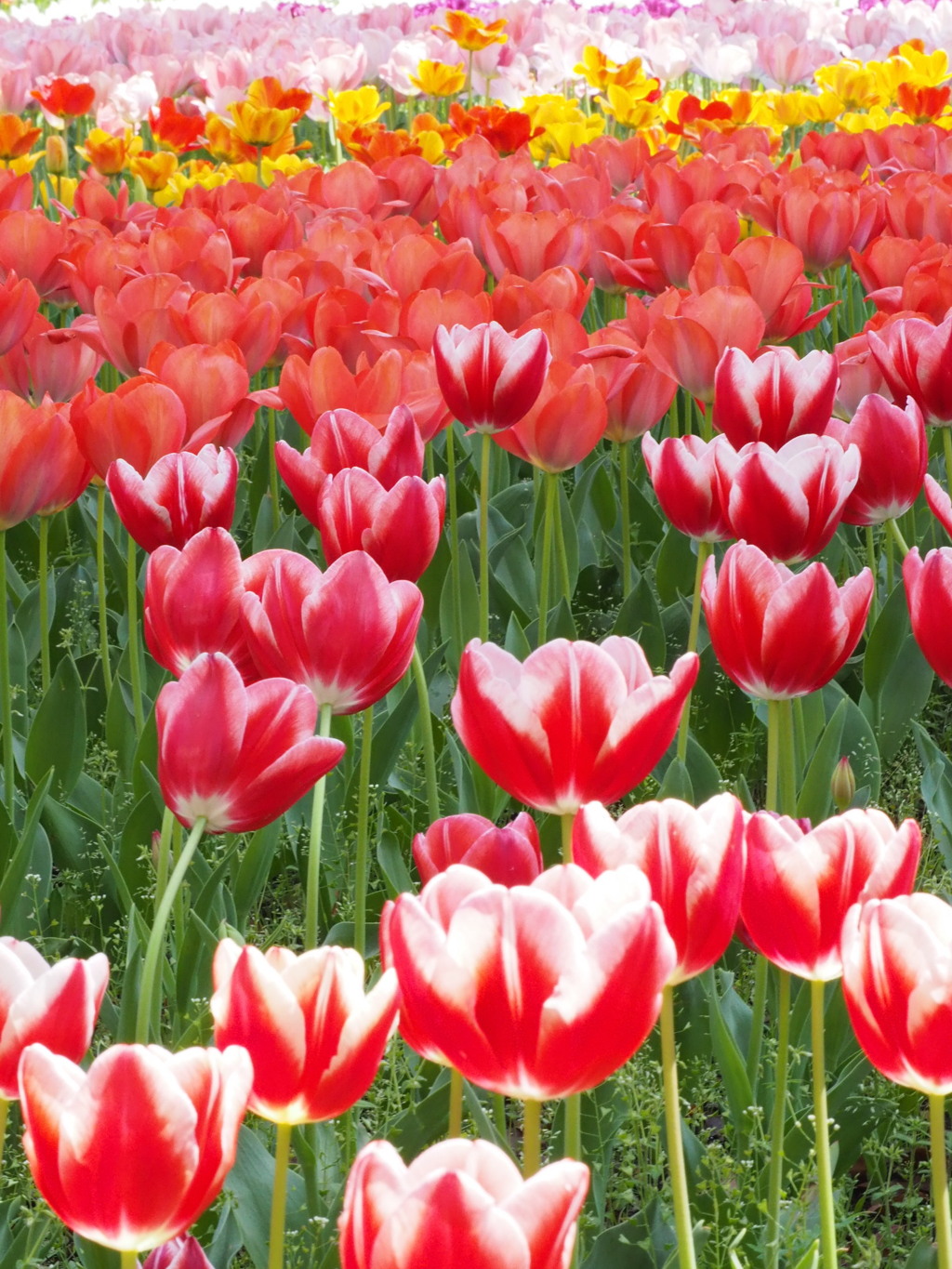 チューリップ園