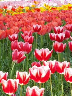 チューリップ園