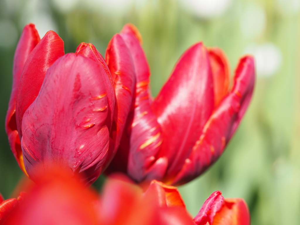 アイスチューリップ