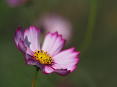 コスモス