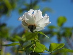 白バラ