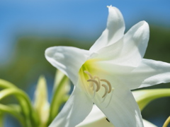 インドハマユウ