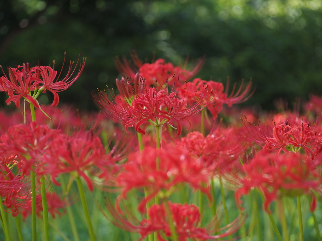 曼珠沙華