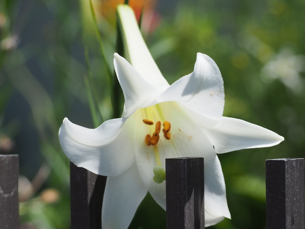 白く輝くラッパ