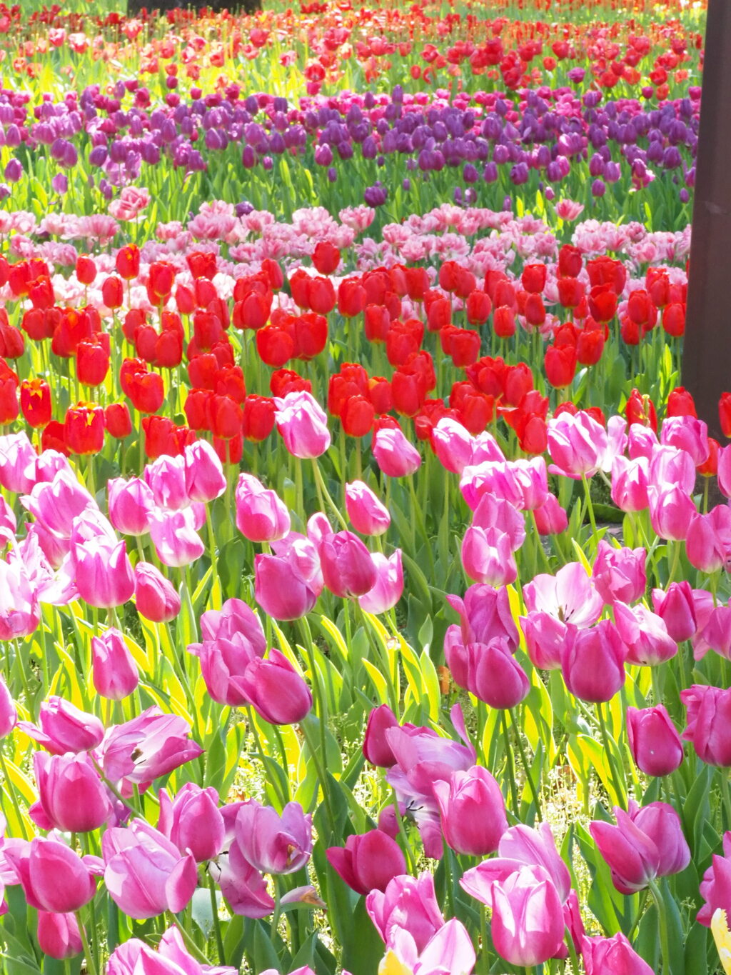 一面のチューリップ畑