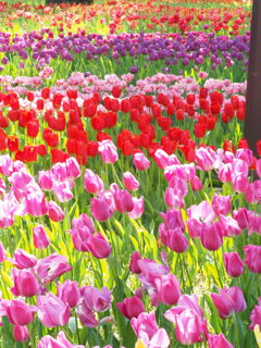 一面のチューリップ畑