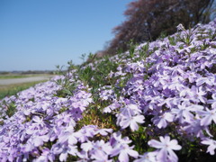 芝桜