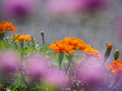 花の先にも、花たち
