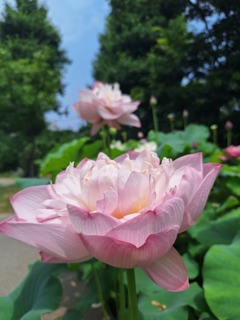 蓮の花の蓮
