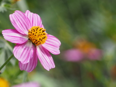 ぱっちり咲いた