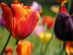 チューリップ