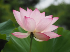 蓮の花