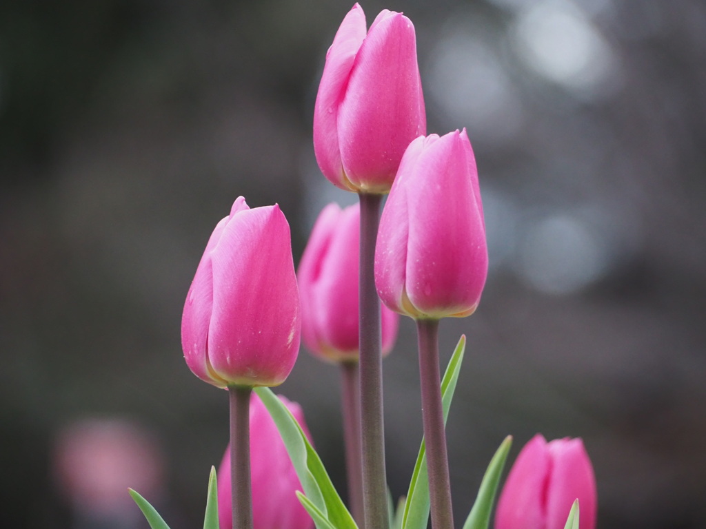 アイスチューリップ