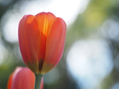 アイスチューリップ