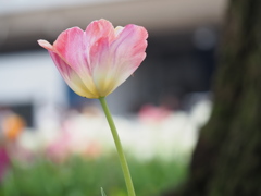 淡い色のチューリップ