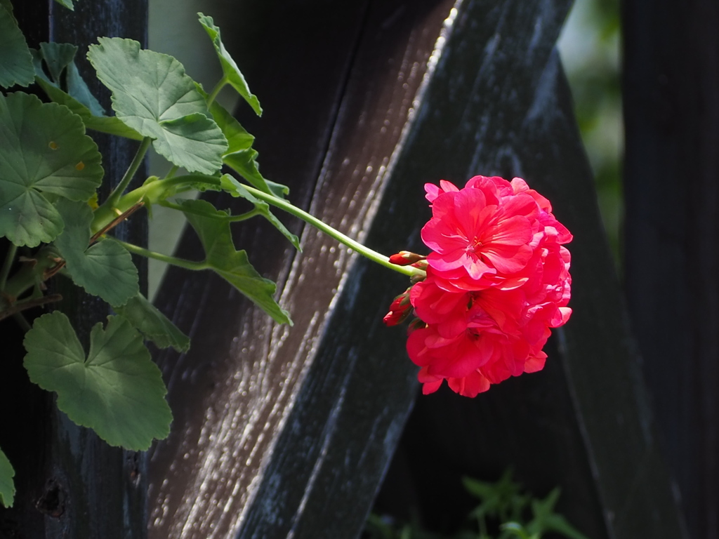 一輪だけ、飛び出して