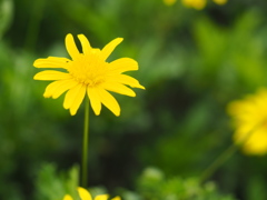 黄色が映えます