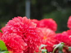 真っ赤に燃える