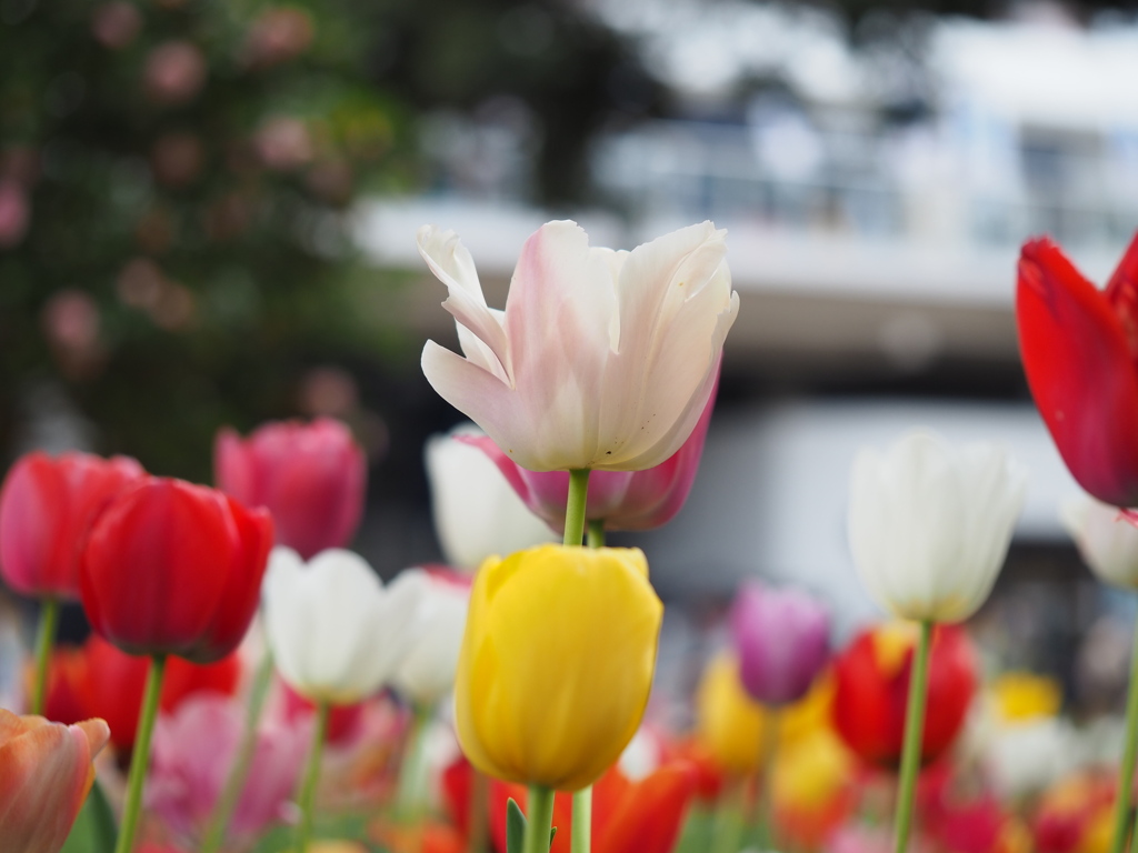 ピコ、ピコ飛び出るチューリップ