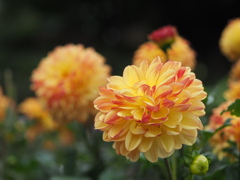 ハニーキャラメル