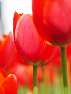 チューリップ