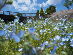 空色に染まる丘