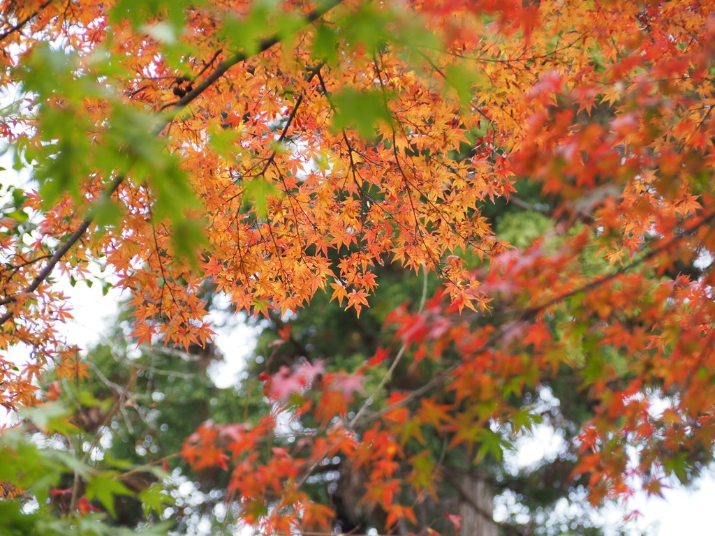 紅葉