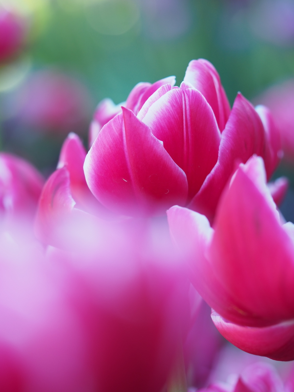 アイスチューリップ