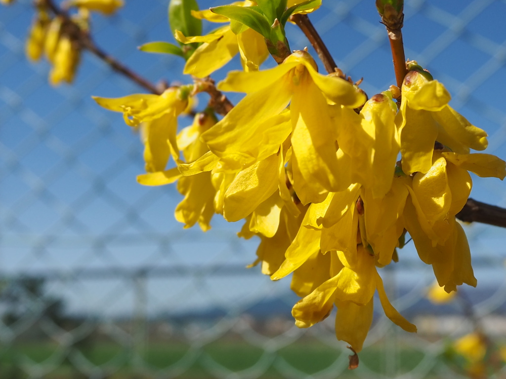 花の色に暖かさを感じて