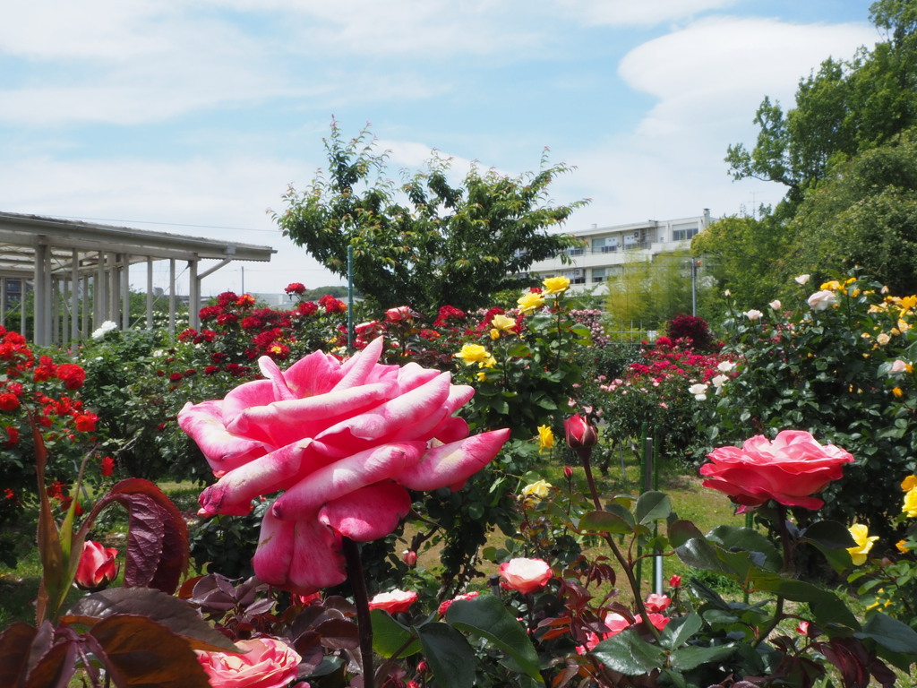バラ園