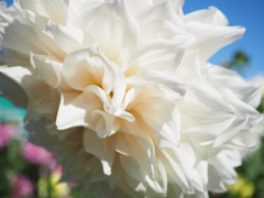 大きな花びら､さすがダリア