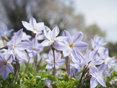 野原のパープルスター