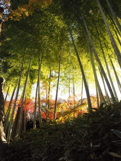 竹林の先の紅葉