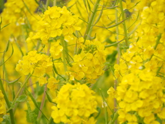 菜の花