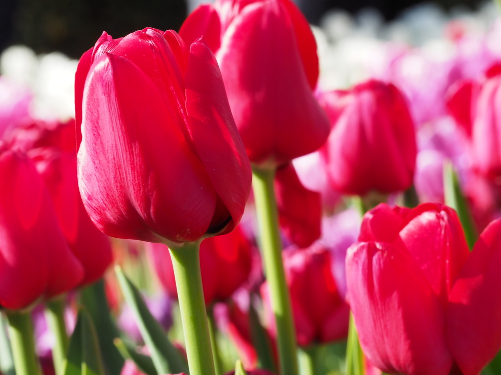 アイスチューリップ