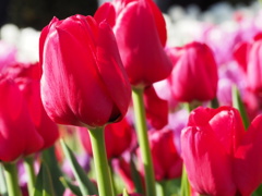 アイスチューリップ