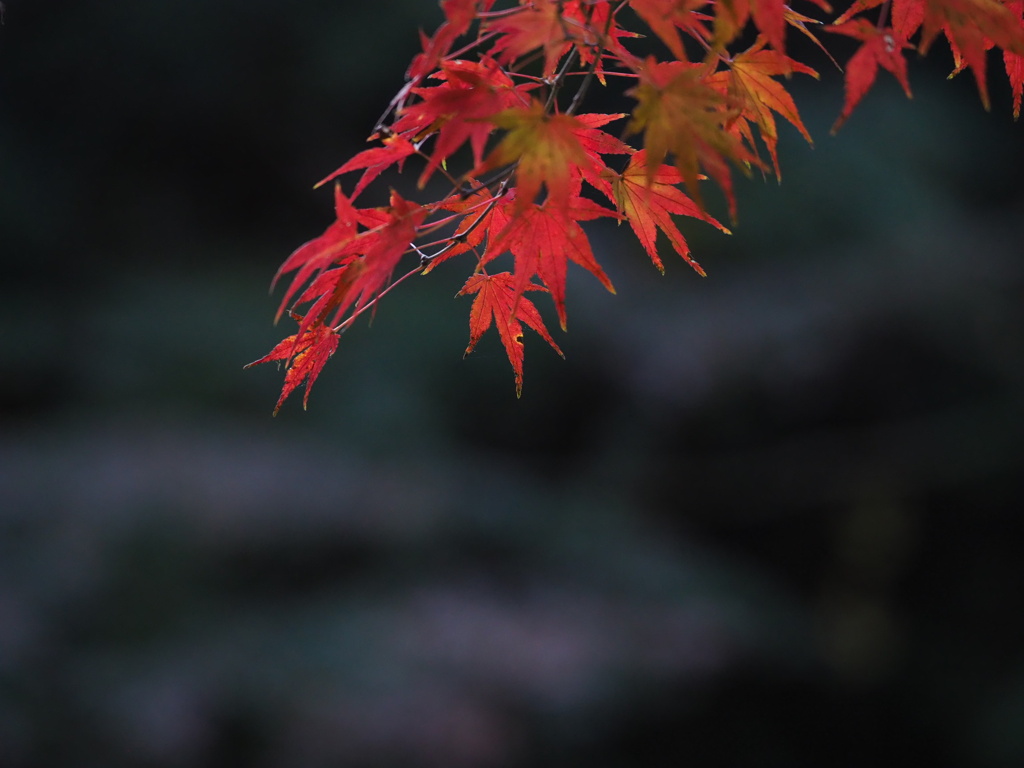 紅葉