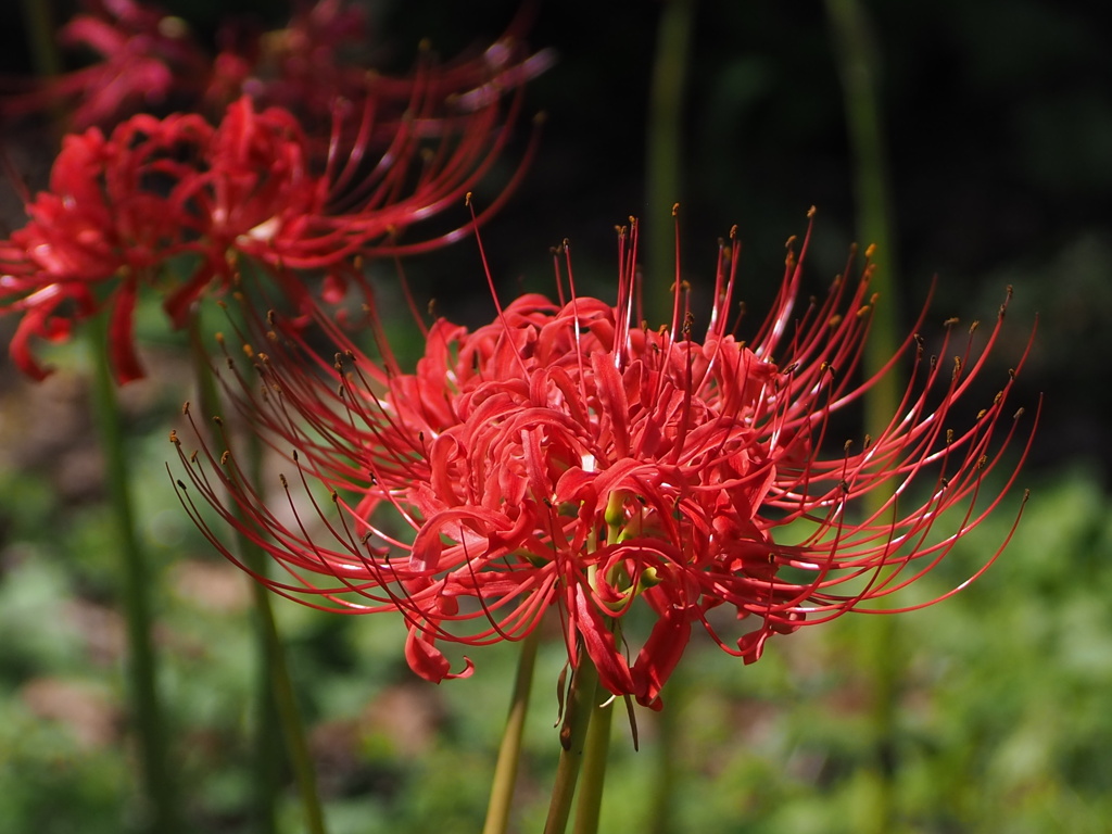 曼珠沙華