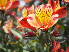 アリストロメリア